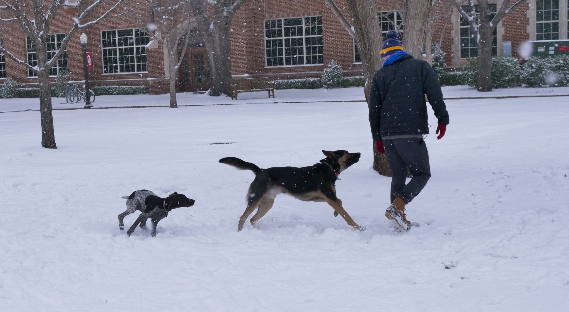 Dogs and students